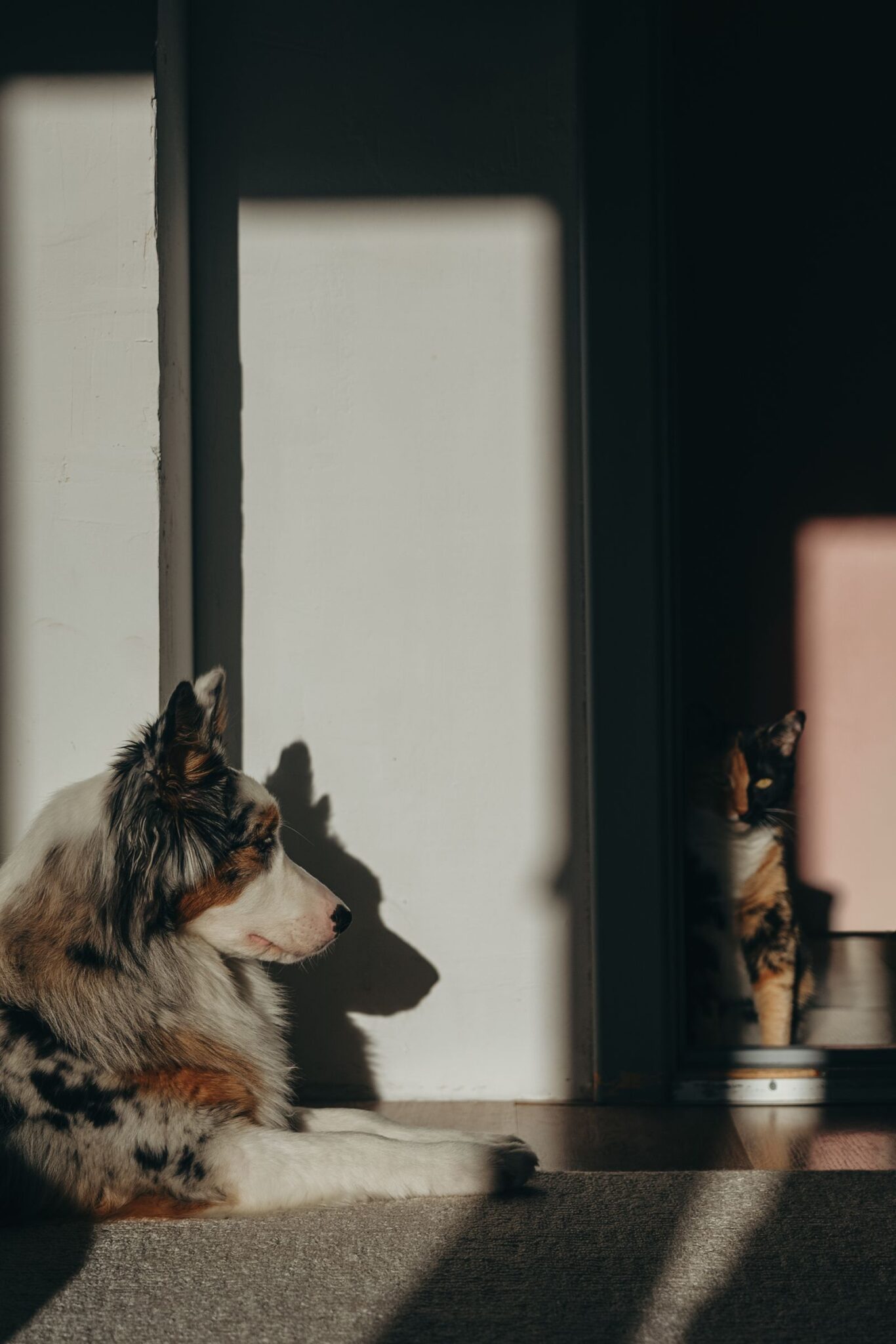 camara IP mascotas perro y gato en casa Tecnicom