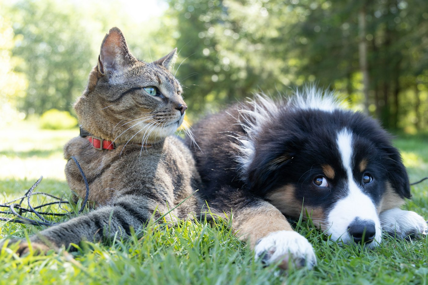 Perro y gato juntos en casa, cámara IP con IA que distingue mascotas evitando falsas alarmas, Tecnicom Valencia