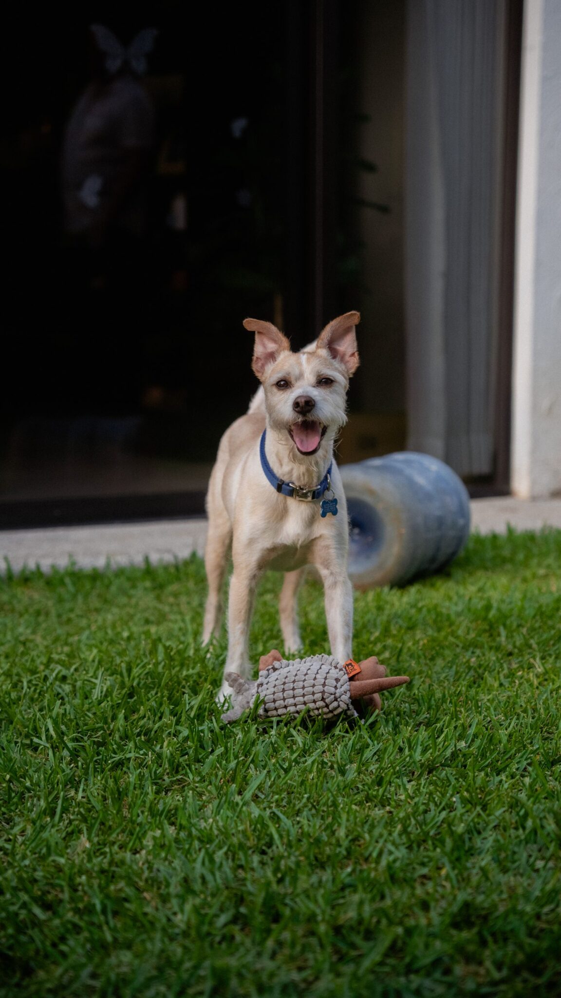 perro jugando en el jardin con camara de seguridad Tecnicom